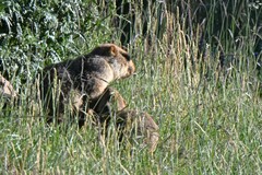 Marmota himalayana