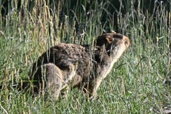 Marmota himalayana