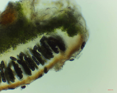 Rinodina ascociscana