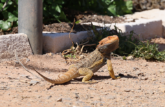 Pogona vitticeps