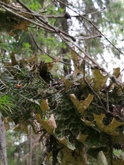 Lobaria