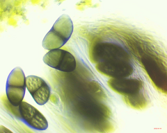 Rinodina ascociscana