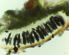 Rinodina ascociscana