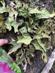 Lobaria