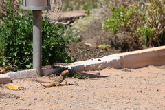 Pogona vitticeps
