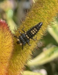 Harmonia testudinaria