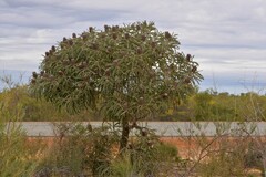 Banksia prionotes
