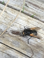 Mesembrina meridiana