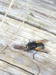 Mesembrina meridiana