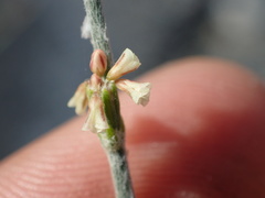Eriogonum gracile gracile