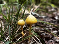 Entoloma murrayi