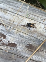 Mesembrina meridiana