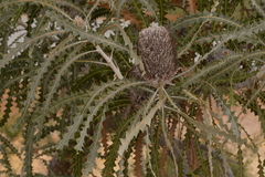 Banksia prionotes