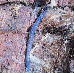 Keroplatidae