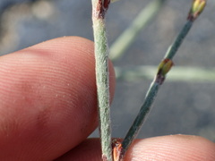 Eriogonum gracile gracile