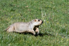 Marmota himalayana