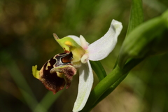 Ophrys