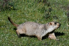 Marmota himalayana