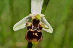Ophrys