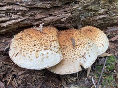Pholiota