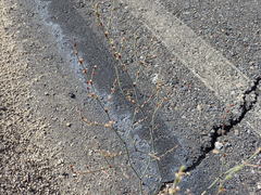 Eriogonum gracile gracile