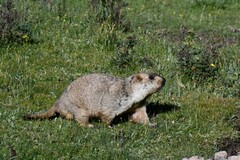 Marmota himalayana