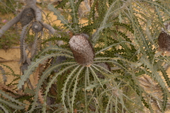 Banksia prionotes