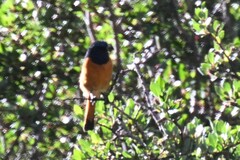 Phoenicurus frontalis