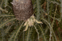 Banksia prionotes