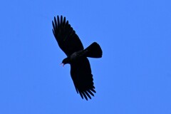 Pyrrhocorax pyrrhocorax