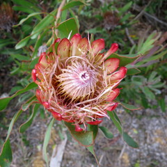 Protea susannae