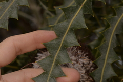 Banksia prionotes