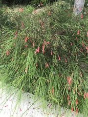 Russelia equisetiformis