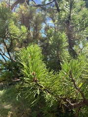 Pinus mugo