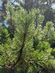 Pinus mugo