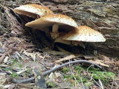 Pholiota