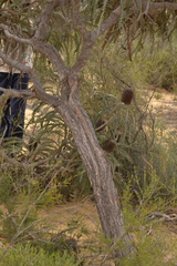 Banksia prionotes