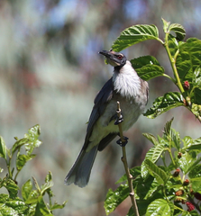 Philemon corniculatus