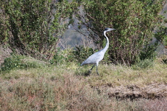 Ardea melanocephala