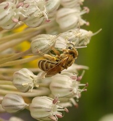 Seladonia