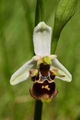Ophrys