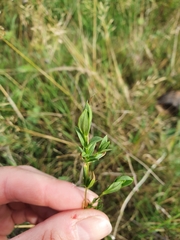 Stellaria graminea