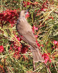 Philemon citreogularis