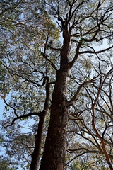 Eucalyptus longifolia