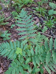 Dryopteris goldieana