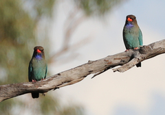 Eurystomus orientalis