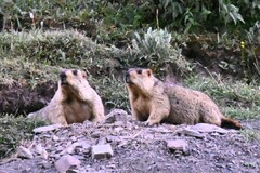 Marmota himalayana