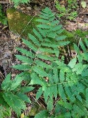 Dryopteris goldieana