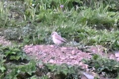 Pseudopodoces humilis