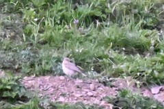 Pseudopodoces humilis